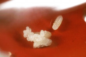 Couvain 2, [Blog] Toutes les Lasius de Whopic