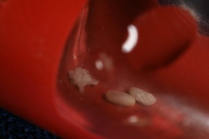 2 cocons et une nymphe, [Blog] Toutes les Lasius de Whopic