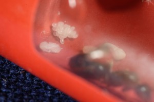 Couvain, [Blog] Toutes les Lasius de Whopic