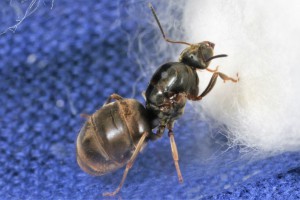 Gyne 2, [Blog] Toutes les Lasius de Whopic