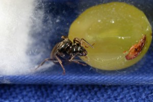 Raisin 1, [Blog] Toutes les Lasius de Whopic