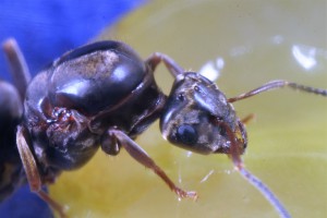 Raisin 2, [Blog] Toutes les Lasius de Whopic