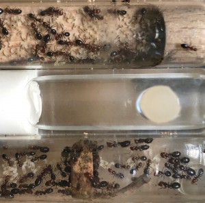 Couvain de Camponotus lateralis, et méfiez-vous de ce maudit bouchon des tubes à réserve d'eau !, Présentation de mes fondations et colonies