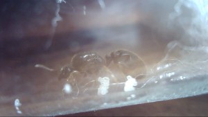 Elle devrait penser à s'épiler de temps en temps !, [Blog] Gyne Solenopsis fugax