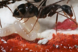 Larves 3, [Blog] Camponotus barbaricus