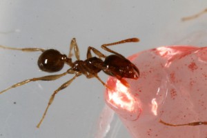 Recrutement rose 3, [Blog] Pheidole pallidula