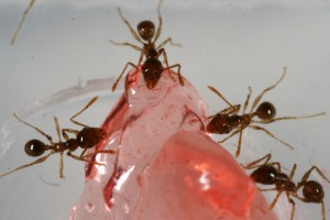 Recrutement rose 4, [Blog] Pheidole pallidula