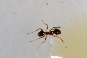 Recrutement blanc 1, [Blog] Pheidole pallidula