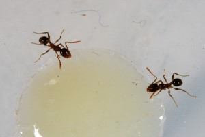 Recrutement blanc 2, [Blog] Pheidole pallidula
