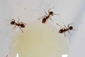 Recrutement blanc 3, [Blog] Pheidole pallidula