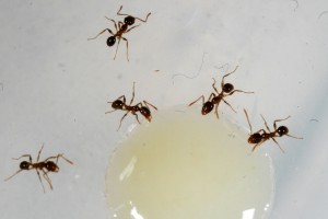 Recrutement blanc 4, [Blog] Pheidole pallidula