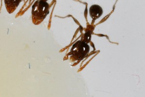 Recrutement blanc 5, [Blog] Pheidole pallidula