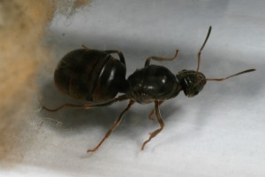 Gyne 1, [Blog] Toutes les Lasius de Whopic