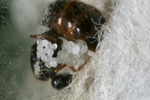 Solenopsis N°20, [Blog] Récolte de Solenopsis fugax