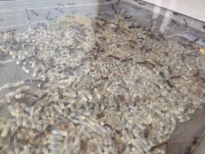 Tetraponera rufonigra - Un océan de larves, **Fin**[Blog] Les Tetraponera rufonigra de Deucalion