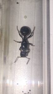 Vue de haut, [Messor sp.] Besoin d’aide pour une identification