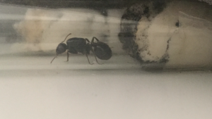 De côté (la qualité est à revoir mais j’ai fait pour le mieux), [Messor sp.] Besoin d’aide pour une identification