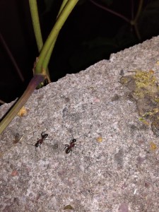 Image 2, [Camponotus ligniperdus] Identification de grosses ouvrières Vosgiennes