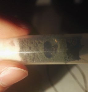Photo 1, Une méthode de fondation de Solenopsis fugax ?