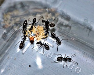 Ouvrières sur le couvain, [Blog] Camponotus vagus