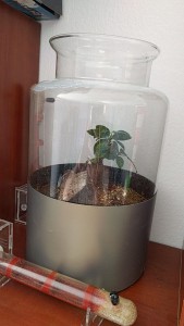 Nids, Elevage Messor barbarus au bureau