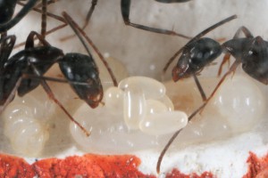Campopopèpère, [Blog] Camponotus barbaricus