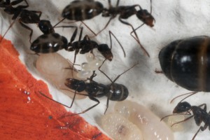 Cocon, [Blog] Camponotus barbaricus