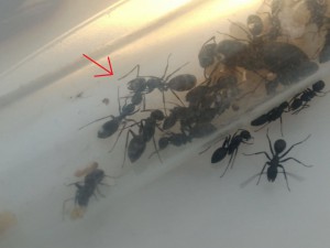 Major ou ouvrière de 2° génération ?, [Blog] Camponotus vagus