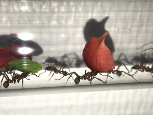 Transport de fleurs par Acromyrmex, [Blog] Les Acromyrmex octospinosus radioactives  ²³⁵U