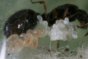 Solenopsis 21, [Blog] Récolte de Solenopsis fugax
