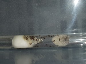 Lasius emarginatus 2, 