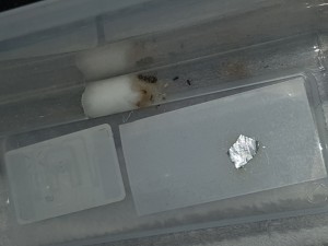 Lasius emarginatus 6, 