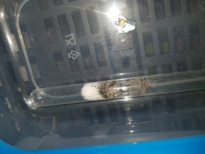 Lasius sp. noir et leur très beau couvain ! Désolé du reflet :/, 