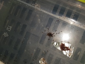 Tetramorium qui chasse une mouche de taille moyenne fraichement tuée par le froid :), 