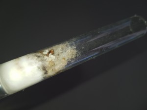 Aphaenogaster caché dans sa loge :), 