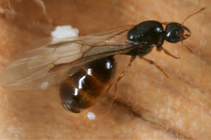 reine, [Blog] Récolte de Solenopsis fugax