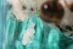 Couvain 14, [Blog] Récolte de Solenopsis fugax
