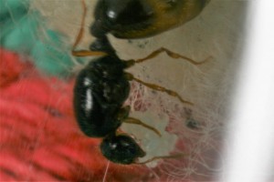 Reine 19, [Blog] Récolte de Solenopsis fugax
