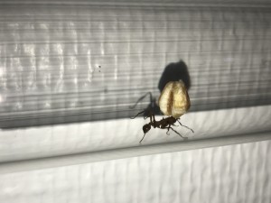 Et du blé soufflé pour la fungus !, [Blog] Les Acromyrmex octospinosus radioactives  ²³⁵U