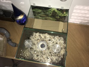 Installation du 2ème module avec petit poster au fond, [Blog] Les Acromyrmex octospinosus radioactives  ²³⁵U