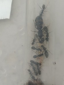 La gyne, [Blog] Camponotus vagus