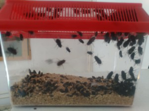 Élevage de mouches, [Blog] Camponotus vagus