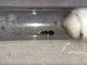 C. scutellaris, [Blog] les colonies de Cheevi