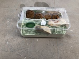 C. lateralis nid côté, [Blog] les colonies de Cheevi