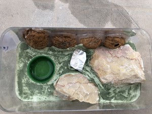 C. lateralis nid dessus, [Blog] les colonies de Cheevi