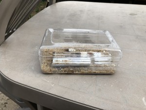 M. capitatus nid côté, [Blog] les colonies de Cheevi