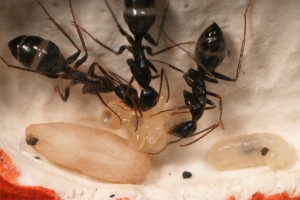 Couvain, [Blog] Camponotus barbaricus