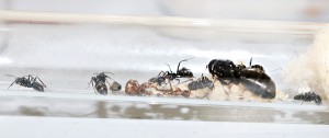 Le tube avec le couvain. En gros tas sous la reine donc on ne voit rien..., [Blog] Camponotus vagus