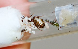 Le couvain avec les trois cocons, [Blog] Lasius emarginatus du Canal du Midi