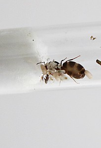 La reine et la petite ouvrière, [Blog] Lasius emarginatus du Canal du Midi